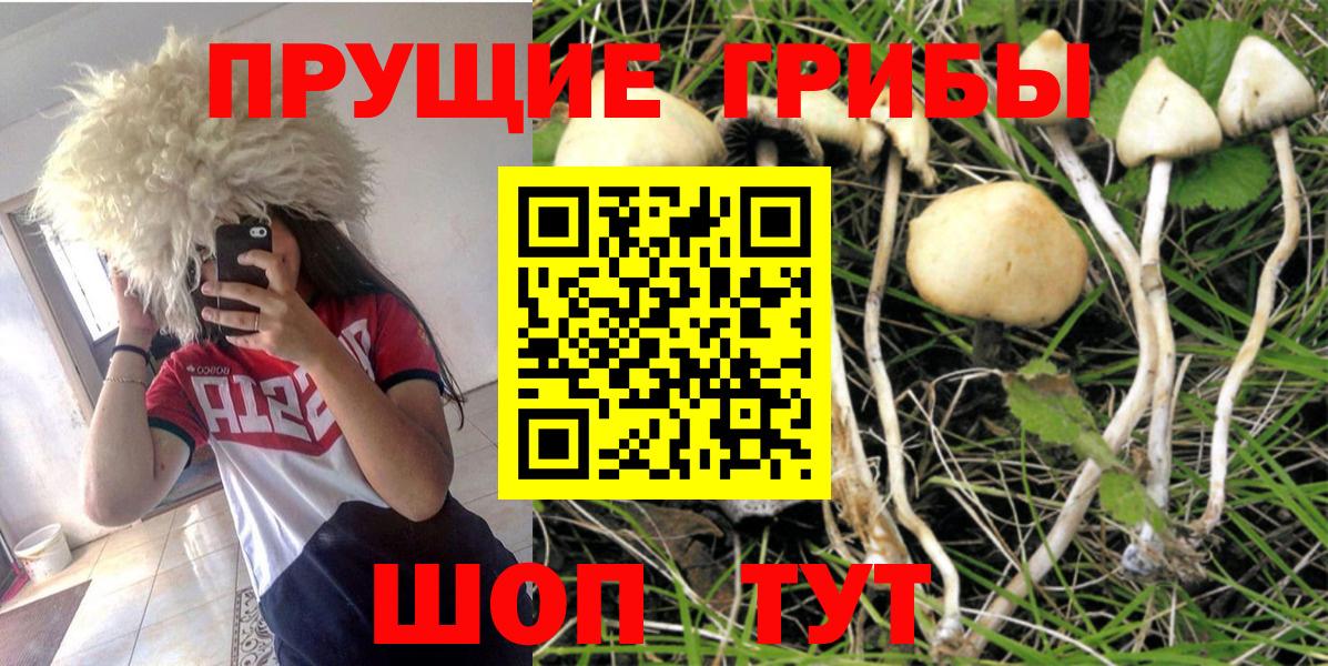 Галлюциногенные грибы Cubensis Соль-Илецк